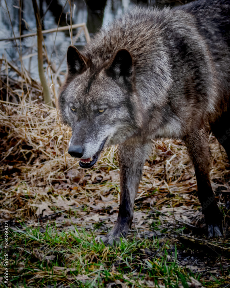 Wolves in springtime in the Midwest