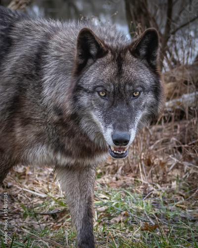 Single wolf  in the Midwest US posing for the camera.