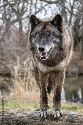 Wolves in springtime in the Midwest © Laura Hedien