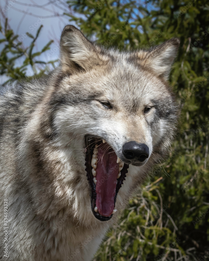 Obraz premium Single wolf in the Midwest US posing for the camera.