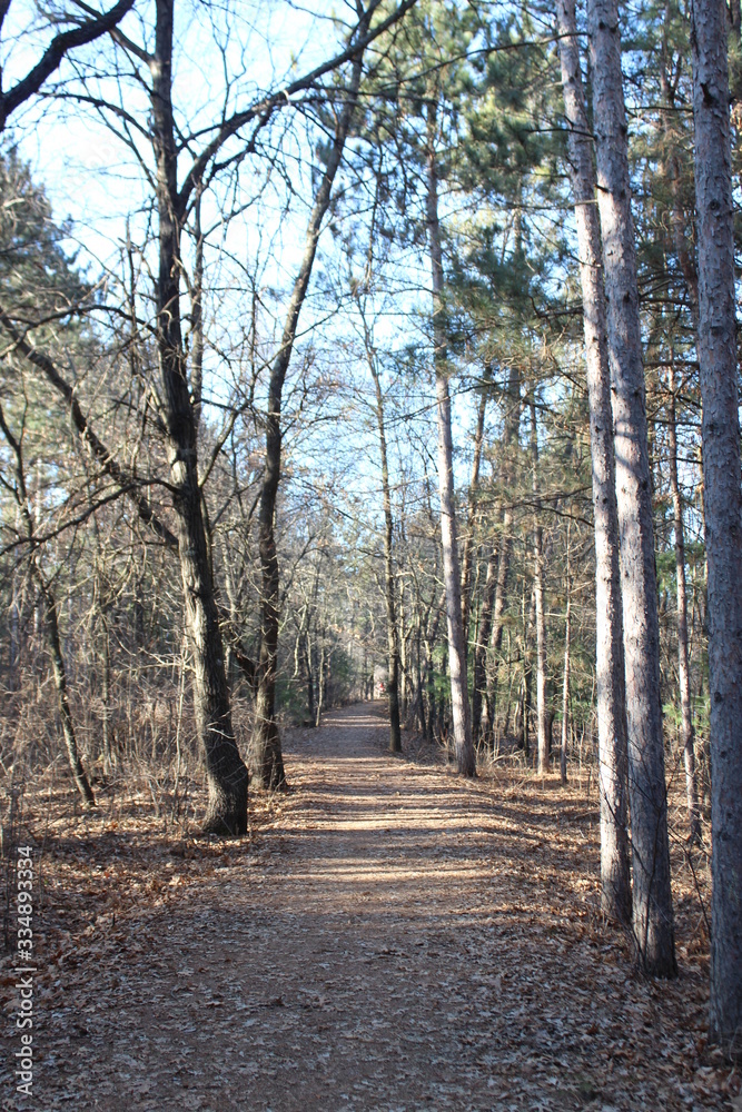 road in the forest