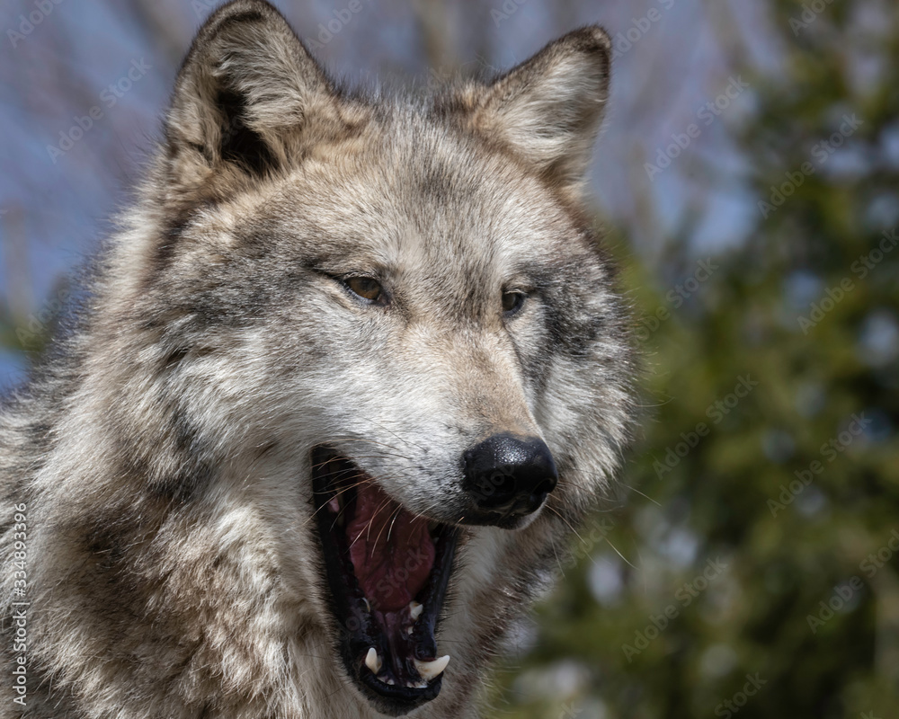 Obraz premium Wolves in springtime in the Midwest