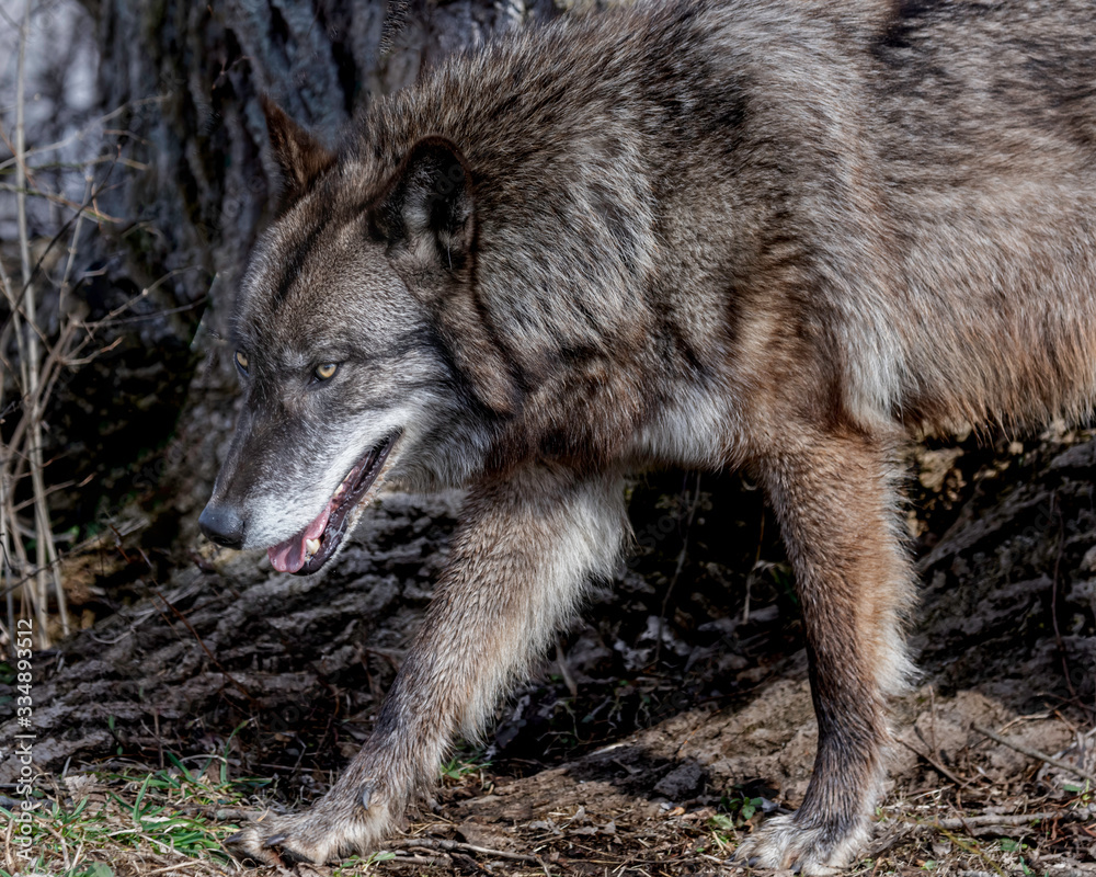 Wolves in springtime in the Midwest
