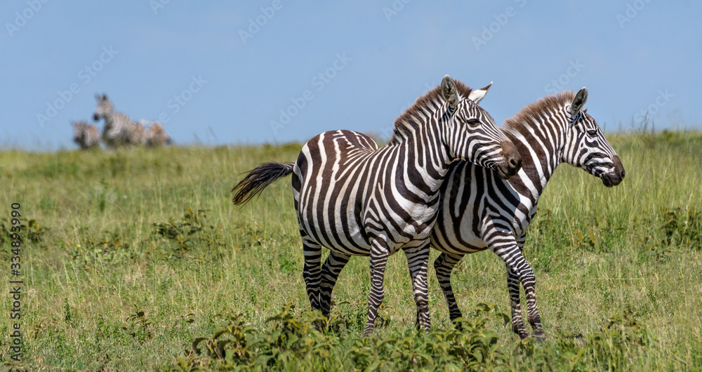 Obraz premium Zebras on the savannah during the great migration, Serengeti National Park, Tanzania 