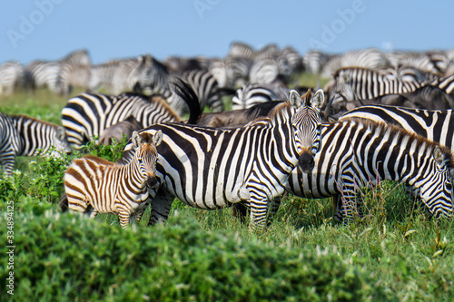 Mega herd of zebras on the savannah during the great migration  Serengeti National Park  Tanzania 