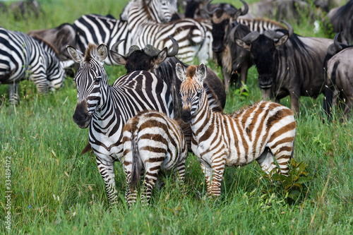 Mega herd of zebras on the savannah during the great migration  Serengeti National Park  Tanzania 