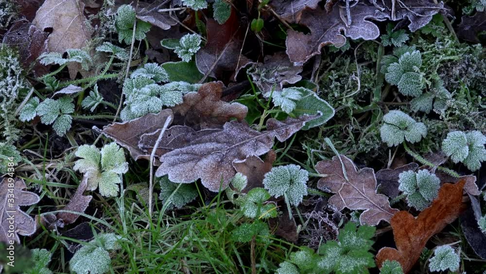 Frost on plants and leaves on the ground close up macro 4K Frost on plants and leaves on the ground close up macro 4K