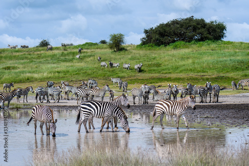 Zebras in the water during the great migration  Serengeti National Park  Tanzania 