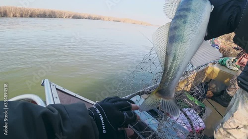Angler takes zander from the landing net