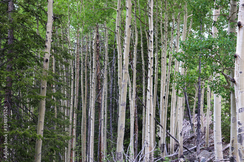 A aspen tree in a forest. High quality photo