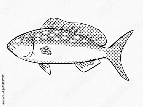 Fotografie Yellowtail Margate Reef and Wreck Fish Florida and Gulf of Mexico Cartoon Retro