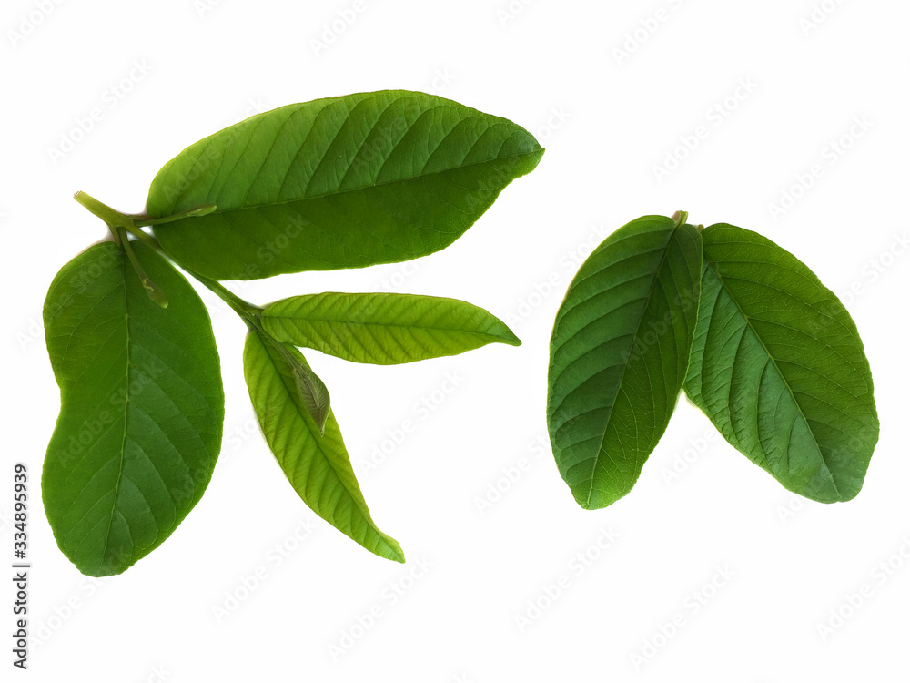 Fototapeta premium green guava leaf isolated on white background
