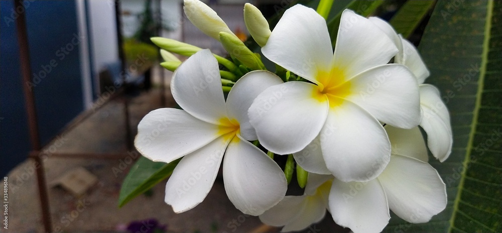 Fototapeta premium white frangipani flowers in the garden