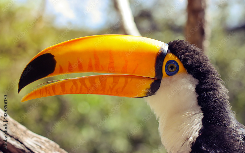 Fototapeta premium Retrato de tucano arrepiado em close up com bico aberto mostrando a língua