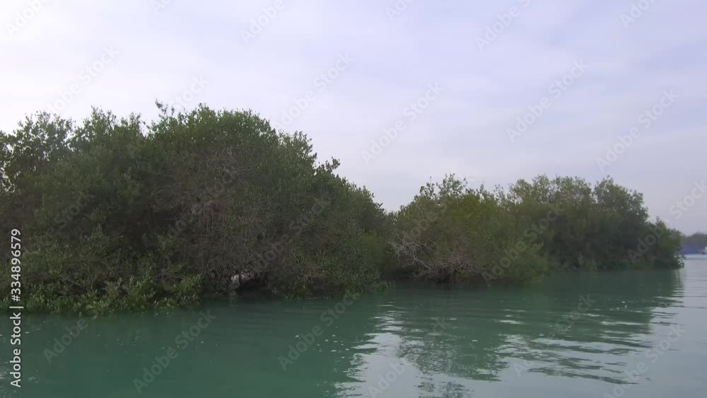 Slow stable tracking shot camera moves inside tide waters of Avicennia marina with trees inside water Slow stable tracking shot camera moves inside tide waters of Avicennia marina with trees inside water