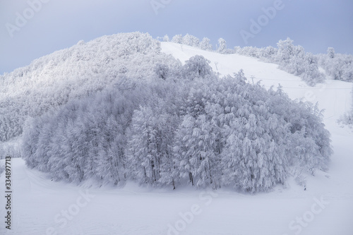 Snowy Trees on mountain