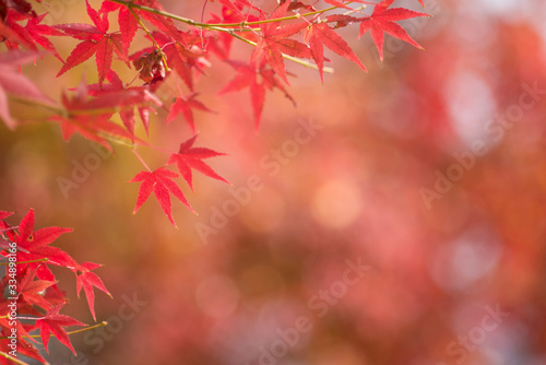 ボケをバックにカエデの紅葉