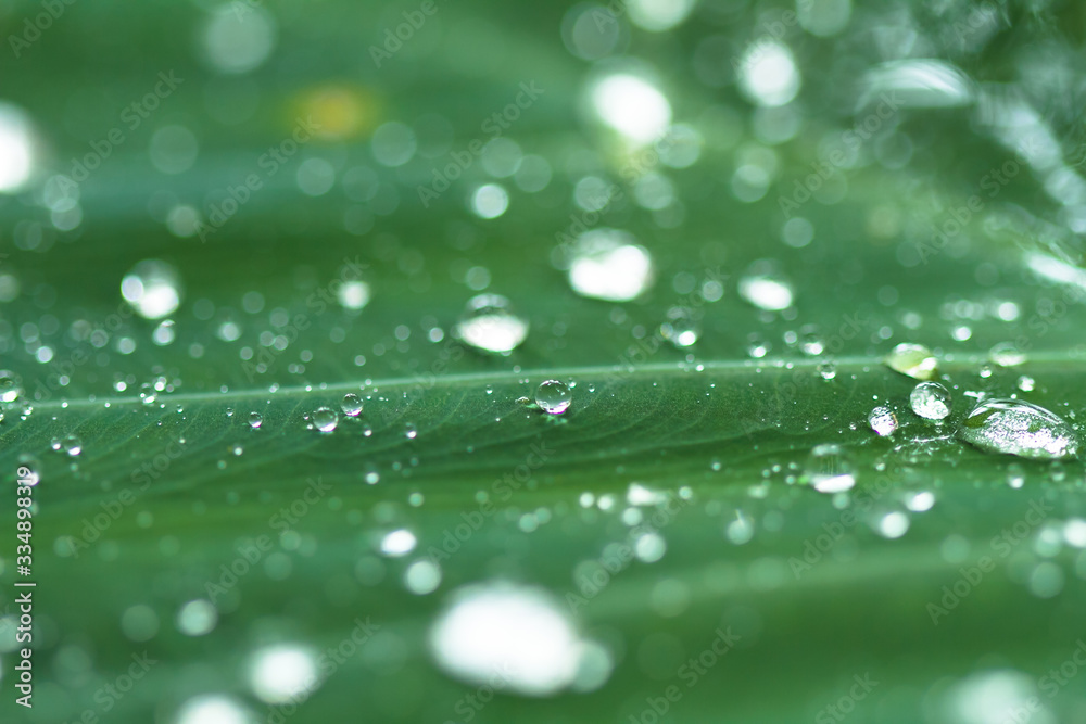 water drops on green leaf