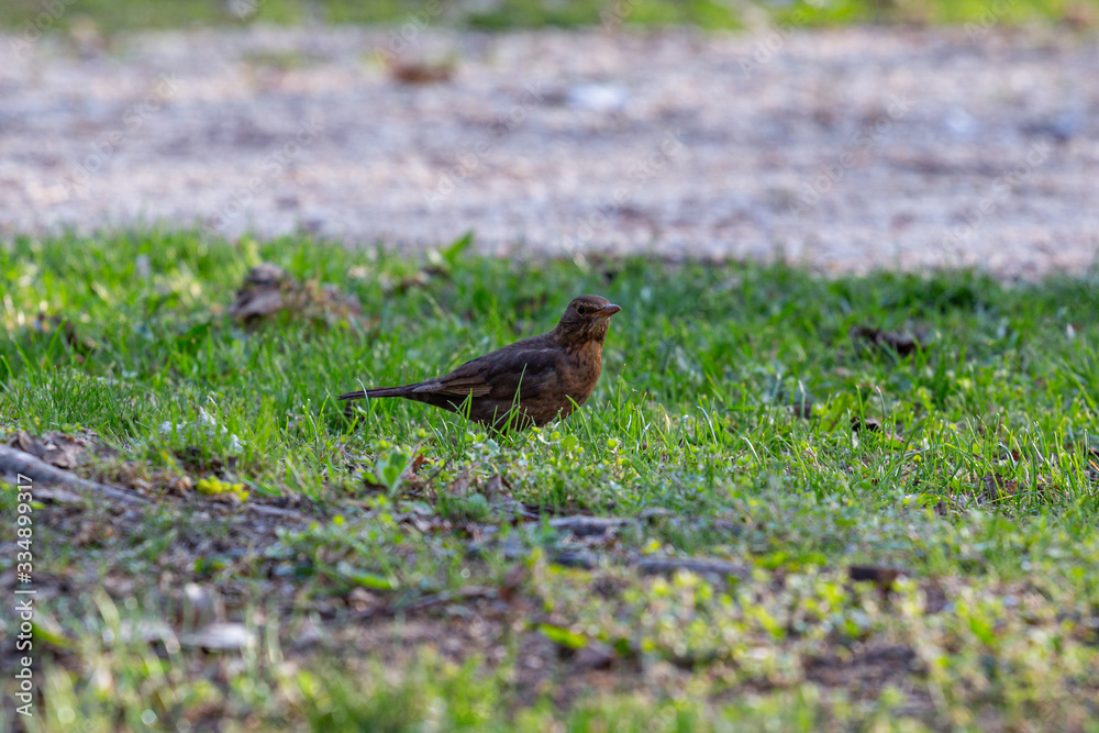 A female thrush hunting for insects in the freshly mown grass. A female thrush hunting for insects in the freshly mown grass.