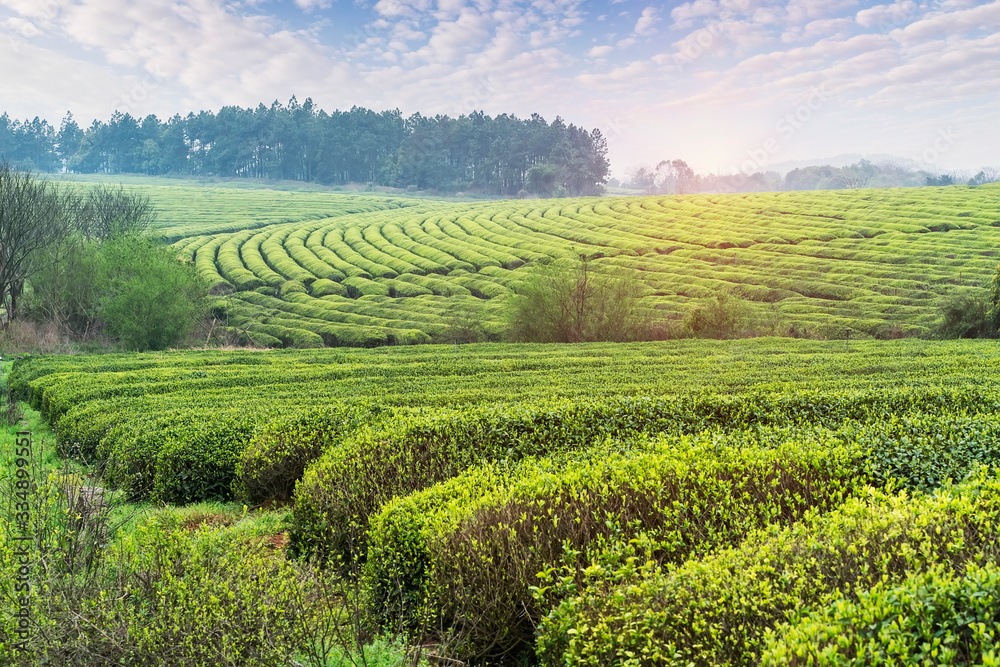 Tea farm landscape in jiangxi, china