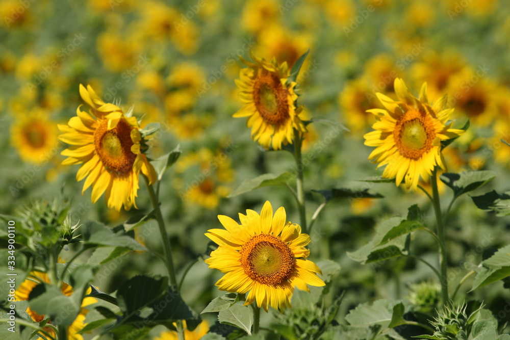 Many very beautiful yellow sunflower in garden Many very beautiful yellow sunflower in garden