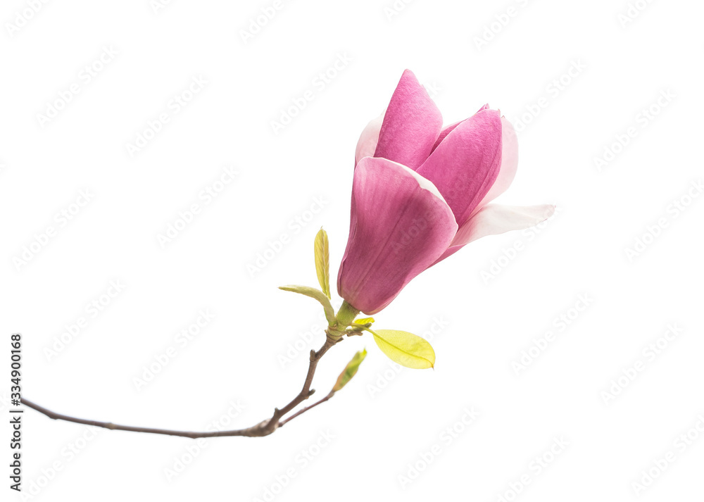 magnolia branch isolated on white background magnolia branch isolated on white background