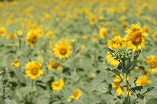 Focus young sunflower tree in field that have many very beautiful yellow sunflower