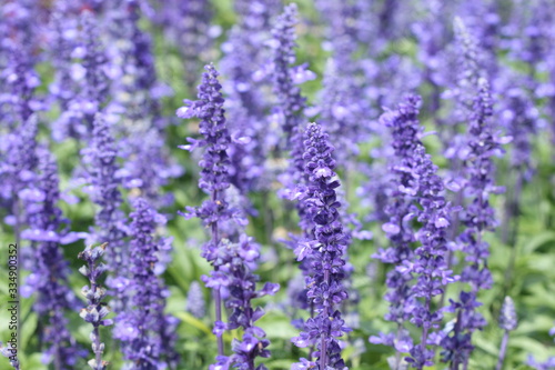 Many little purple flowers in garden