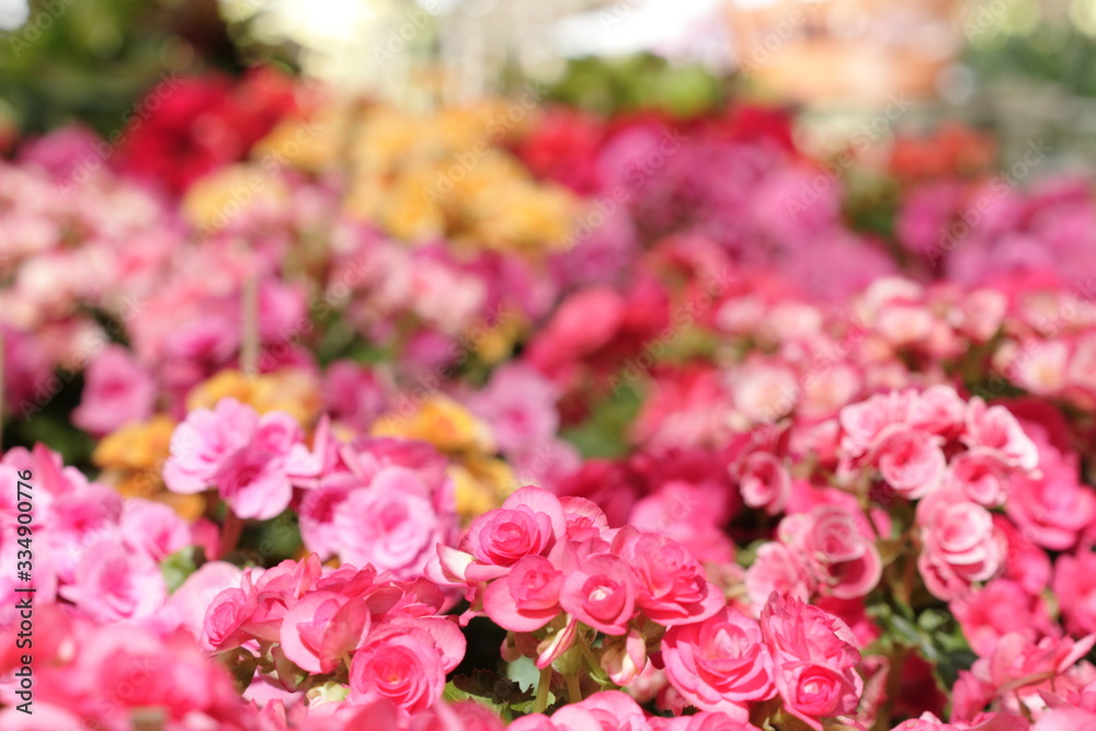 pink begonia garden