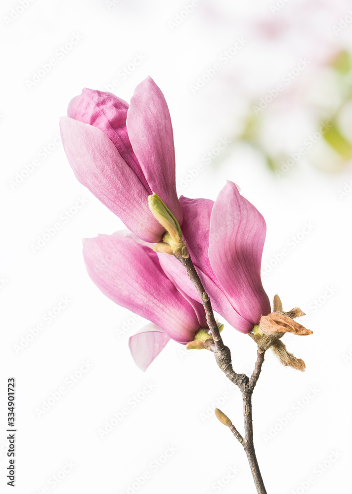 magnolia branch isolated on white background