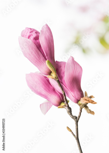 magnolia branch isolated on white background © xiaoliangge