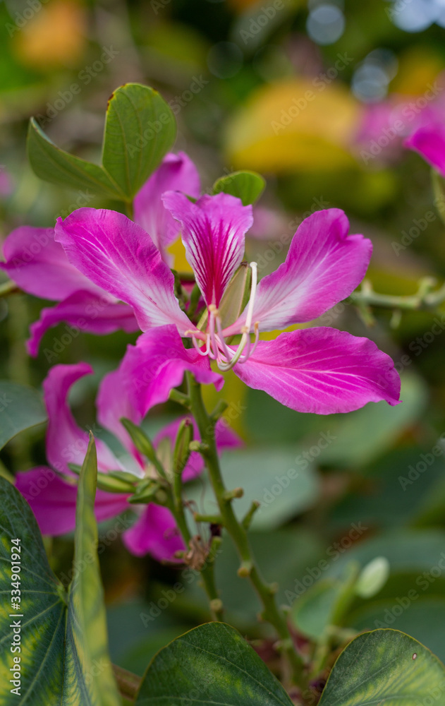 Bauhinia flower soft focus with some sharp and blurred background. Bauhinia flower soft focus with some sharp and blurred background.