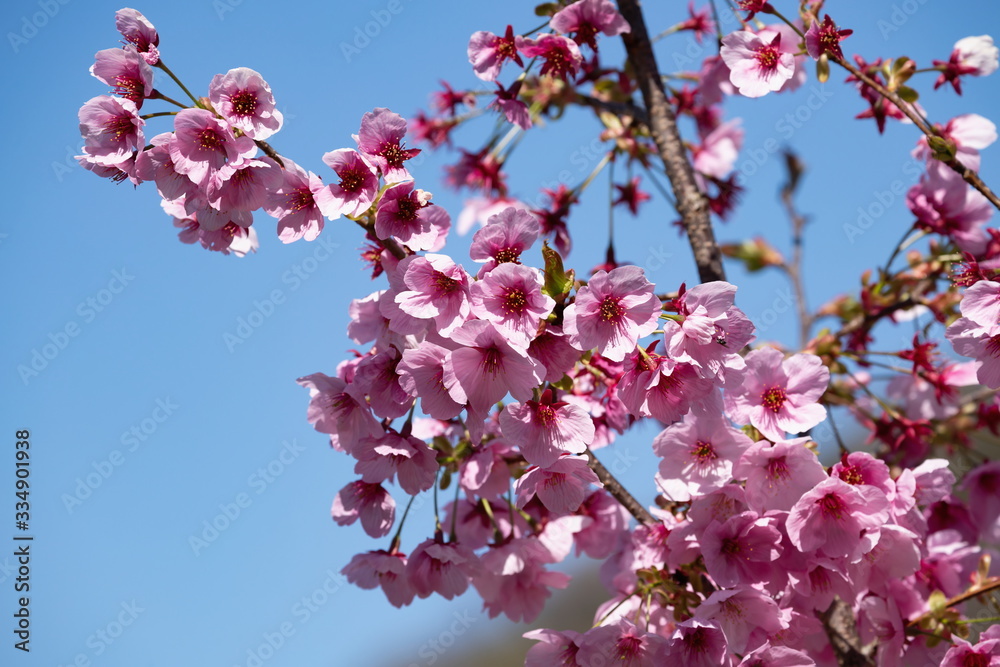 Cherry branch blossoms , Yoko-cherry blossoms ,Shikoku,Japan Cherry branch blossoms , Yoko-cherry blossoms ,Shikoku,Japan
