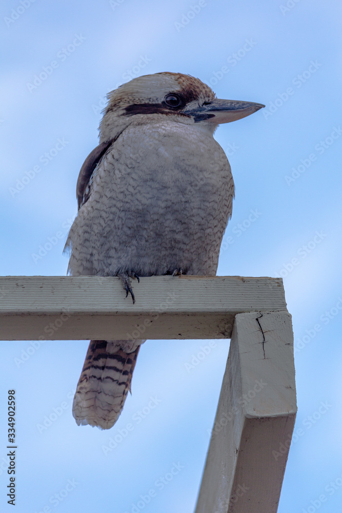 Fototapeta premium Kookaburra