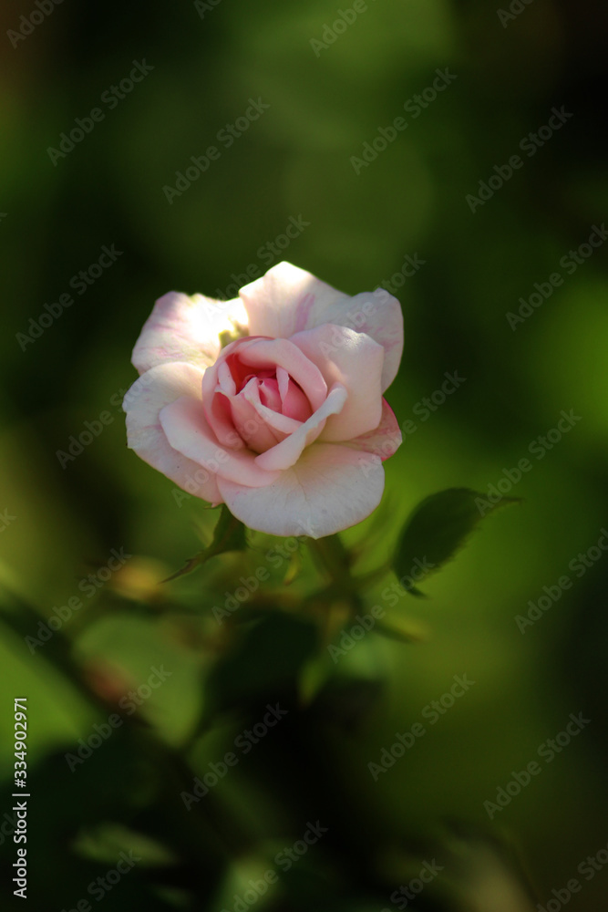 A pink rose about to bloom on a green background in a garden A pink rose about to bloom on a green background in a garden