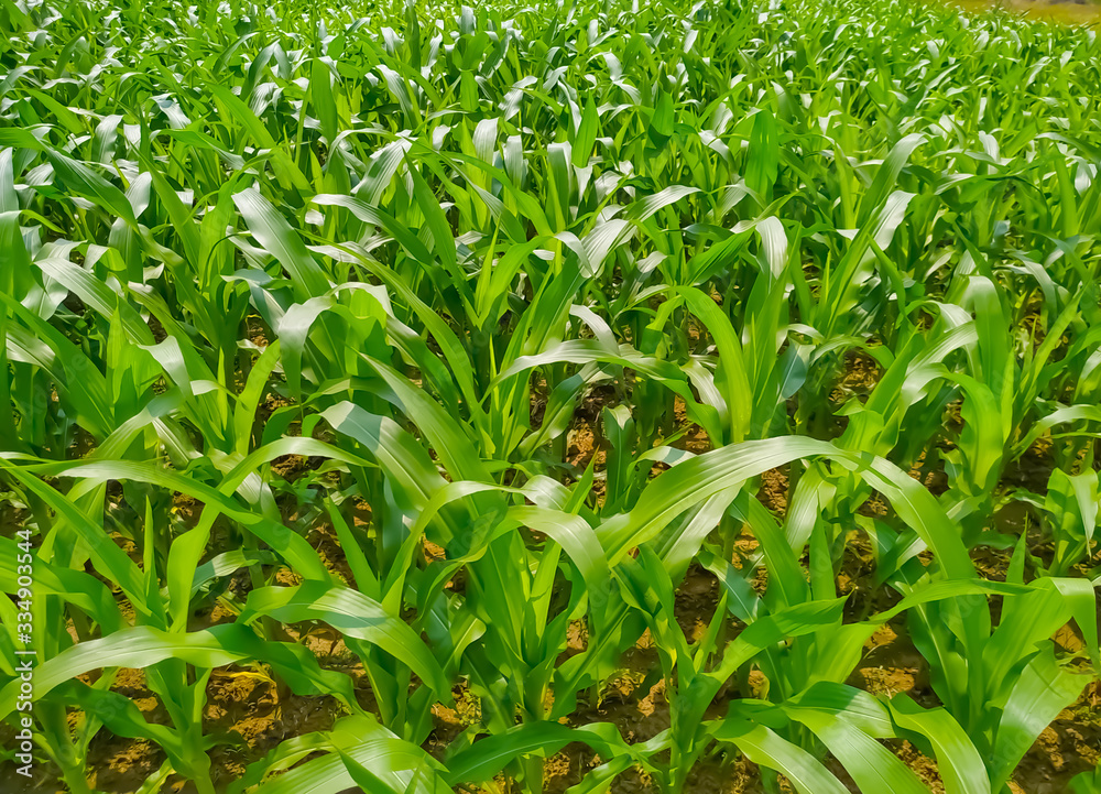 Corn green leaf of a plant or flower. Pure nature close up. Nepal Corn green leaf of a plant or flower. Pure nature close up. Nepal