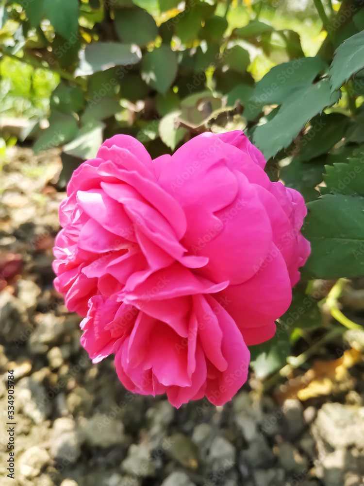 Fototapeta premium Beautiful pink roses in the garden. Perfect for background. Natural