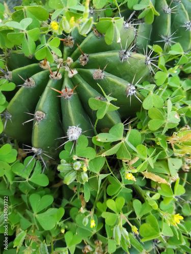 Little spiky green cactus in a cooled green garden. Natural