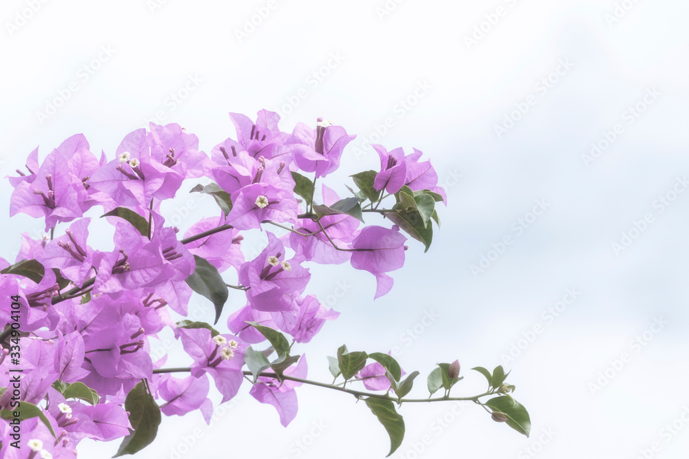 Close up of magenta Bougainvillea or paper flowers blossom on cloud sky