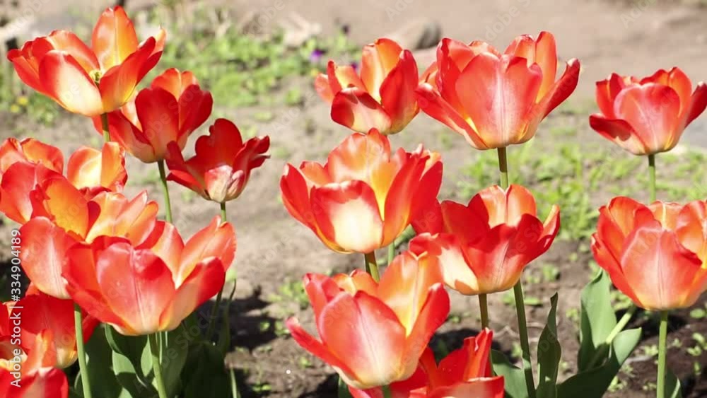 Field of beautiful tulips blooming in spring garden. Tulip flower blossom in springtime. Field of beautiful tulips blooming in spring garden. Tulip flower blossom in springtime.