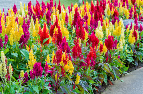 Close up of colorful celosia flower blooming in ornamental garden