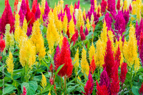 Close up of colorful celosia flower blooming in ornamental garden photo