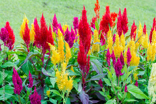 Close up of colorful celosia flower blooming in ornamental garden photo