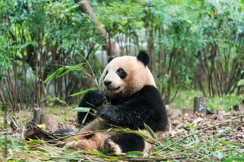 Fototapeta premium Panda jedząca pędy bambusa. Rzadki i zagrożony wyginięciem niedźwiedź czarno-biały.