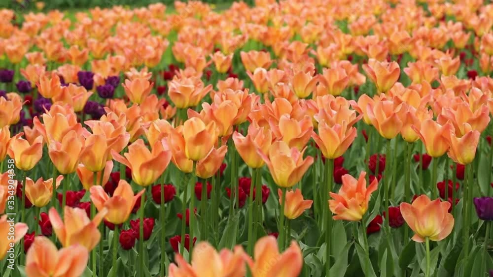 Field of beautiful tulips blooming in spring garden. Tulip flower blossom in springtime. Beauty of nature Field of beautiful tulips blooming in spring garden. Tulip flower blossom in springtime. Beauty of nature