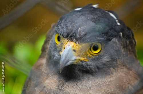 close up of an eagle