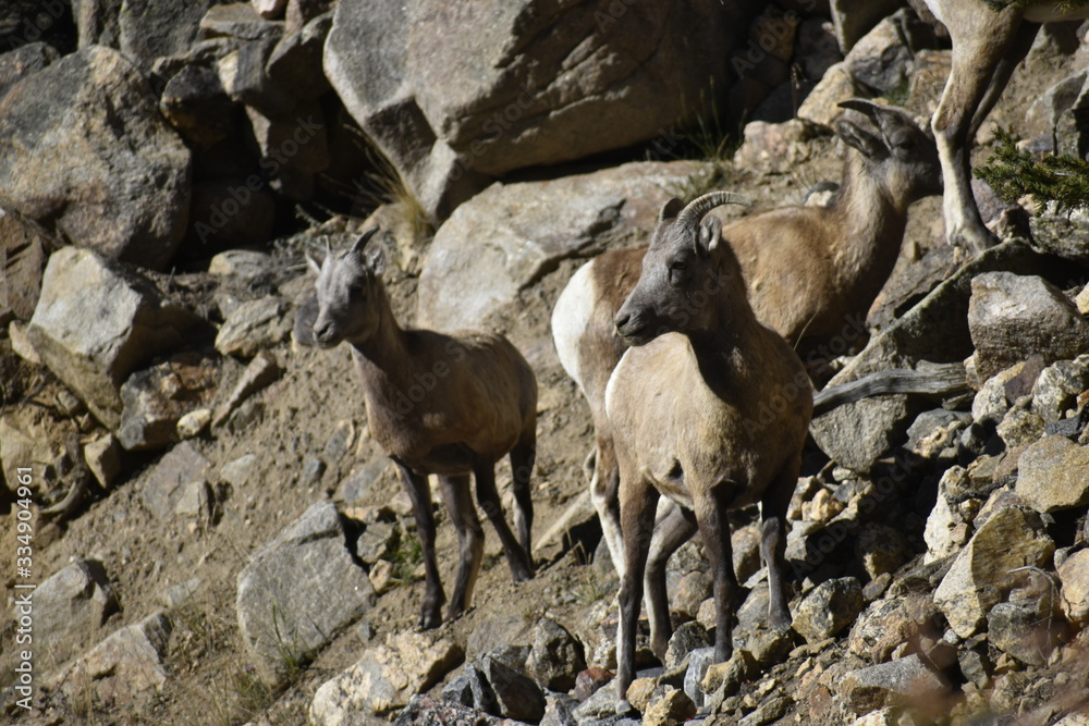 Colorado Wildlife