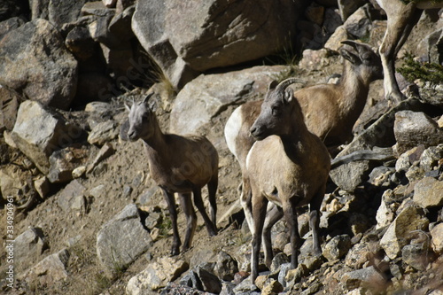 Colorado Wildlife