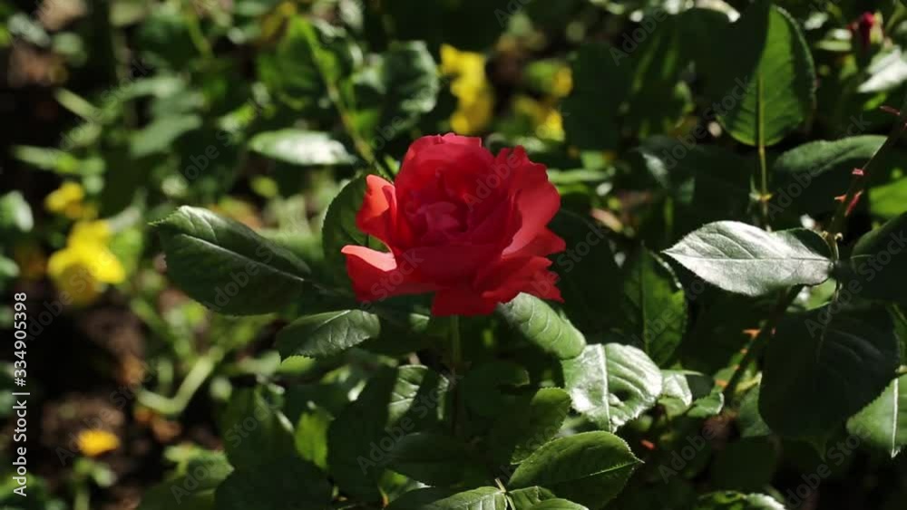 Red rose bud flower on green leaves background. Flora's Background with soft focus