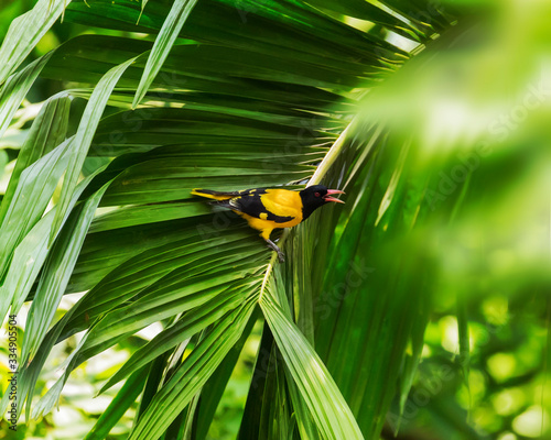 Φωτογραφία The Indian golden oriole (Oriolus kundoo) sitting on coconut tree leaf